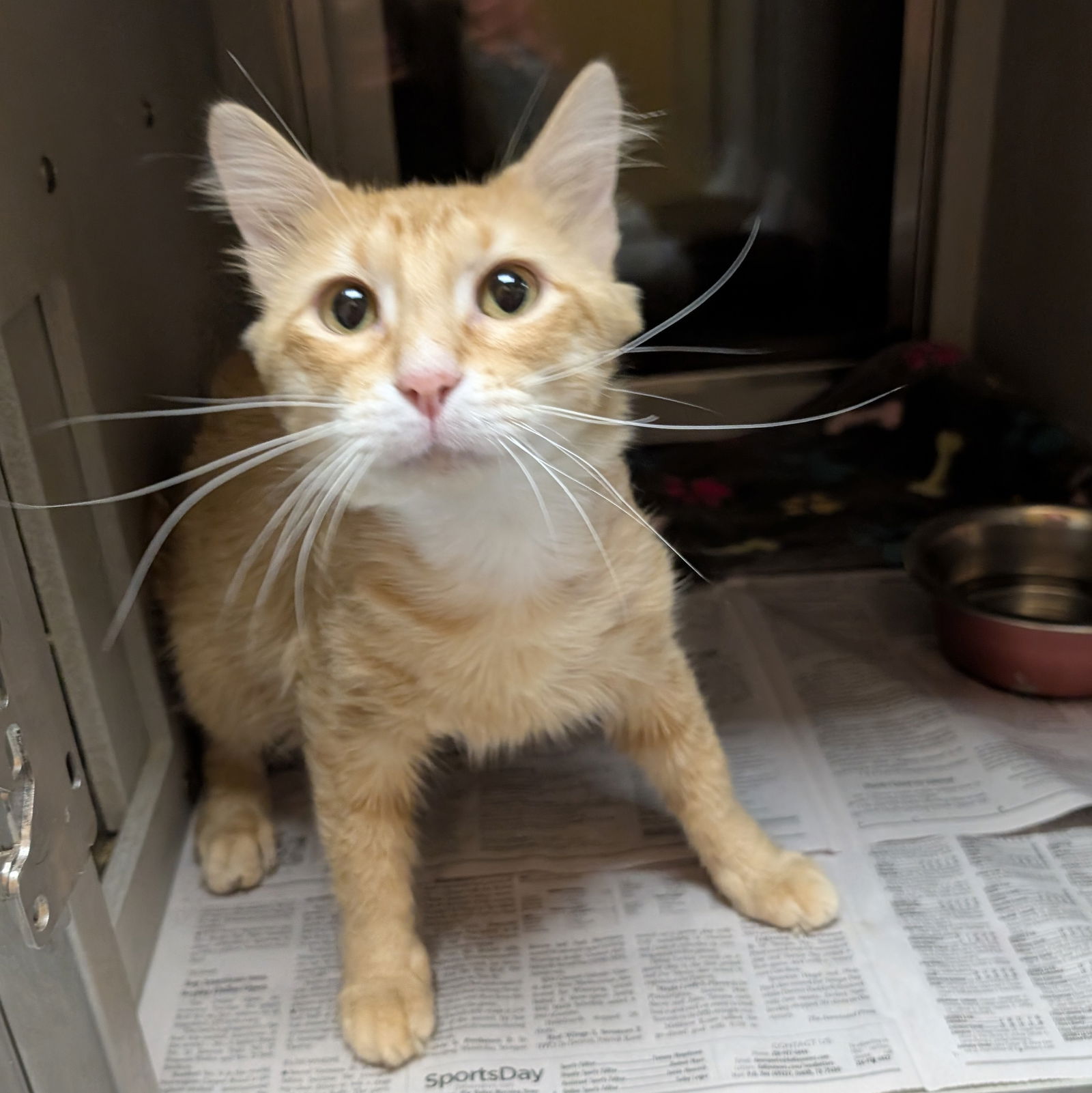 adoptable Cat in Garland, TX named Acorn