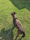 Junior - Photo 4