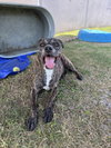 Junior - Photo 5