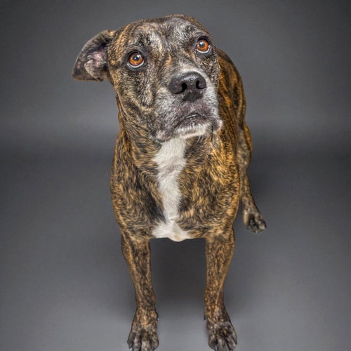 JUNIOR - Plott Hound available for adoption