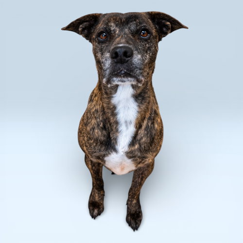 JUNIOR - Plott Hound available for adoption
