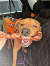 Mason - Photo 7