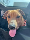Mason - Photo 5