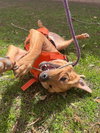 Mason - Photo 6