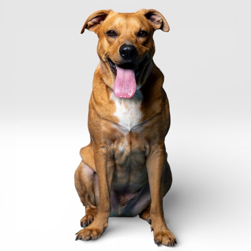 MASON - Shar Pei / Labrador Retriever available for adoption