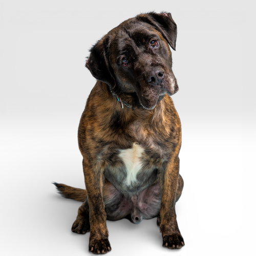 SMOKEY - English Mastiff available for adoption