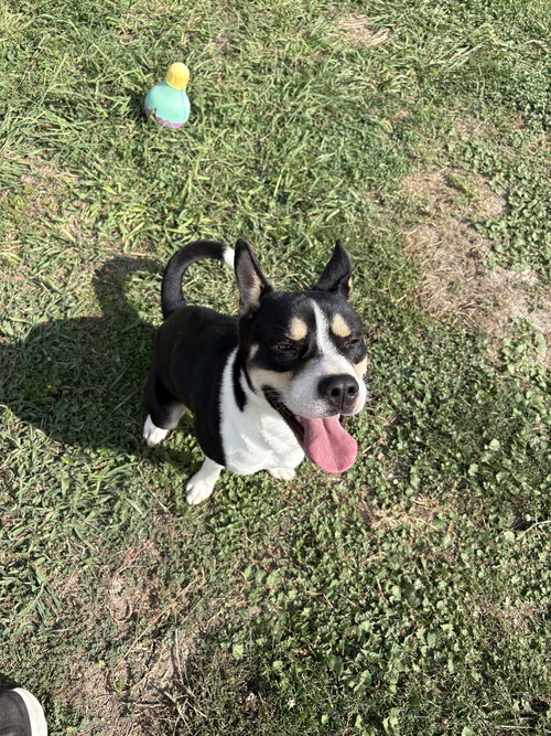 FOXY - American Staffordshire Terrier / Husky available for adoption