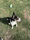Foxy - Photo 4