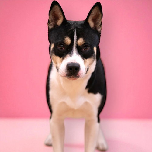 FOXY - American Staffordshire Terrier / Husky available for adoption