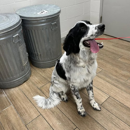 DOT - Australian Shepherd available for adoption