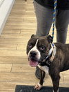 Winston - Photo 2
