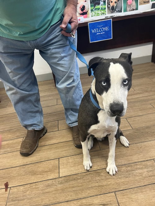 RANDALL - Pit Bull Terrier available for adoption
