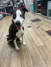 Randall - Photo 1