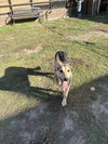 Teddy - Photo 3