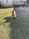 Teddy - Photo 4