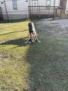 Teddy - Photo 5