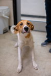 Rowan - Photo 1