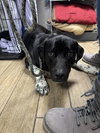 Bubba - Photo 4