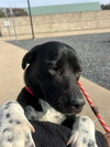 Bubba - Photo 2