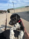 Bubba - Photo 1