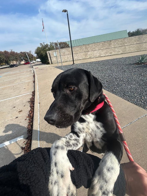 BUBBA - Labrador Retriever available for adoption