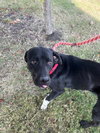 Bubba - Photo 3