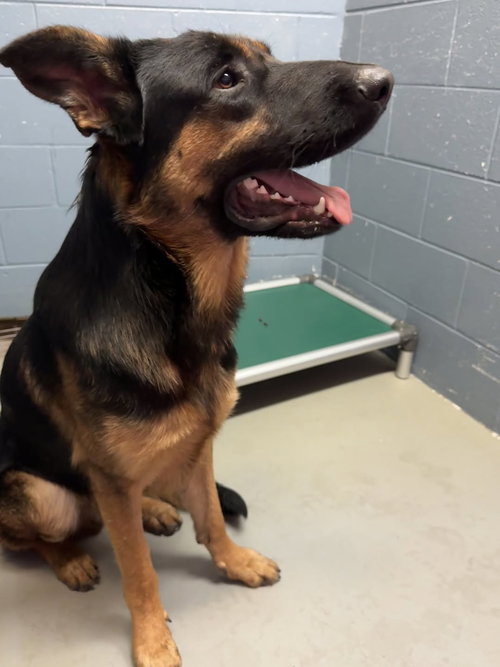 TATER - German Shepherd Dog available for adoption