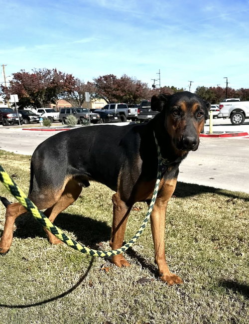 MAVERICK - German Shepherd Dog available for adoption
