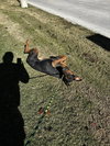 Maverick - Photo 3