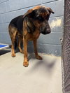 Boomer - Photo 4