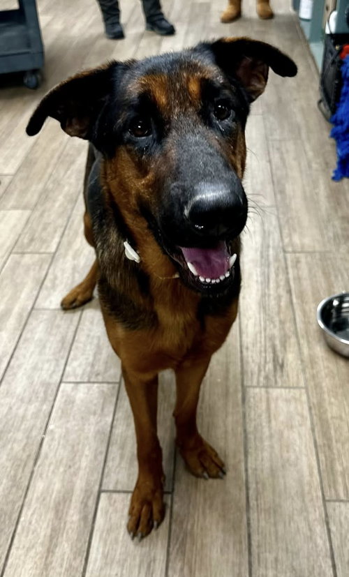 BOOMER - German Shepherd Dog available for adoption