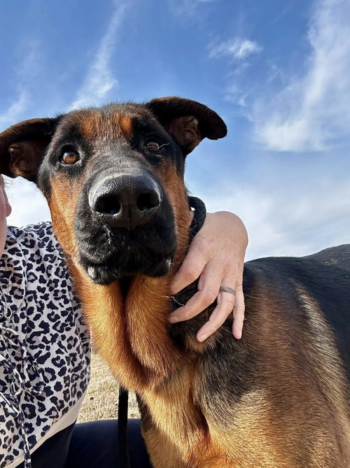 BOOMER - German Shepherd Dog available for adoption