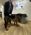 Boomer - Photo 3