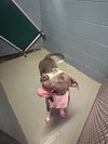 Calypso - Photo 2