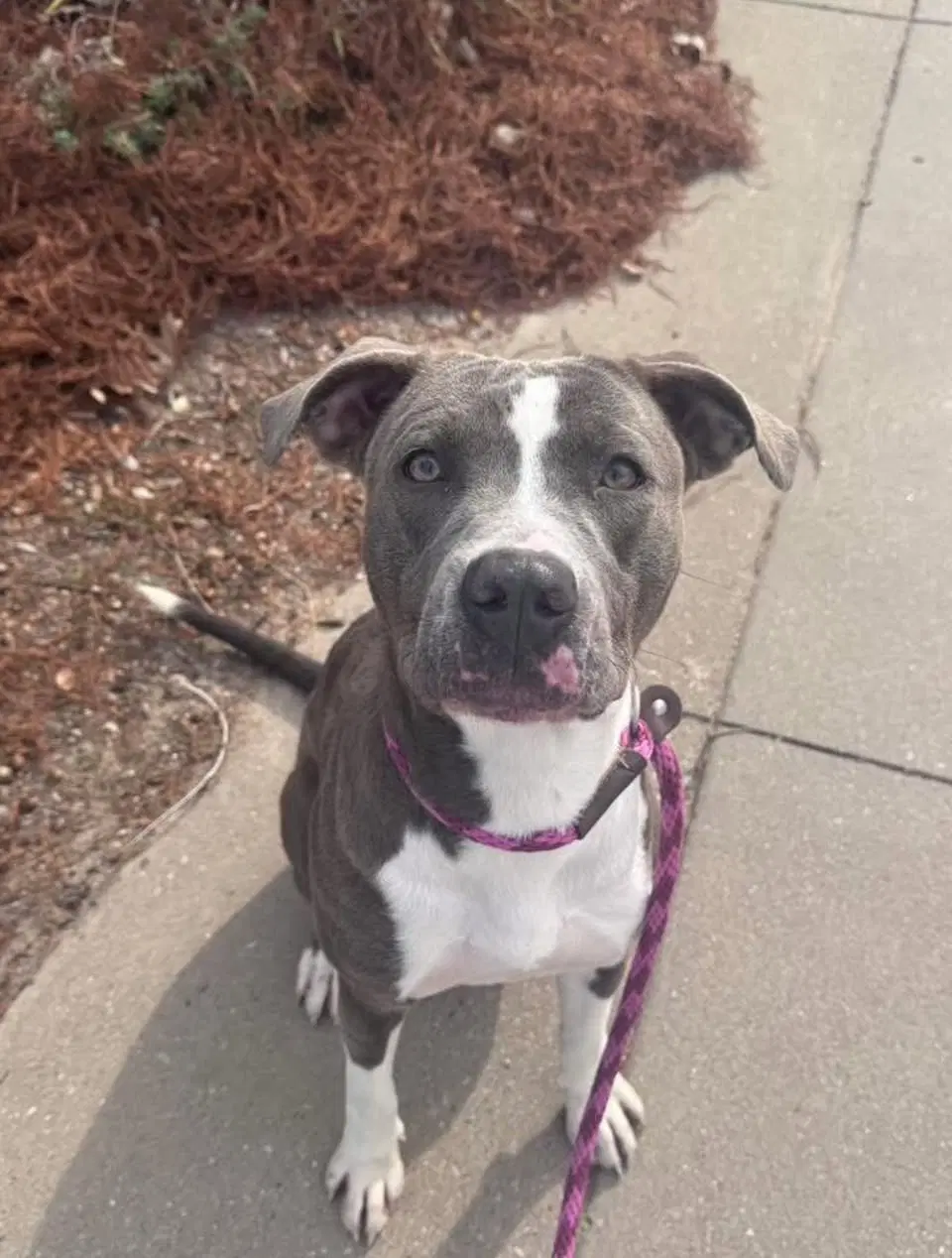 Calypso - Pit Bull Terrier