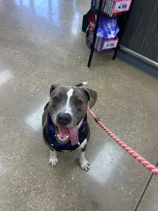 Calypso - Pit Bull Terrier