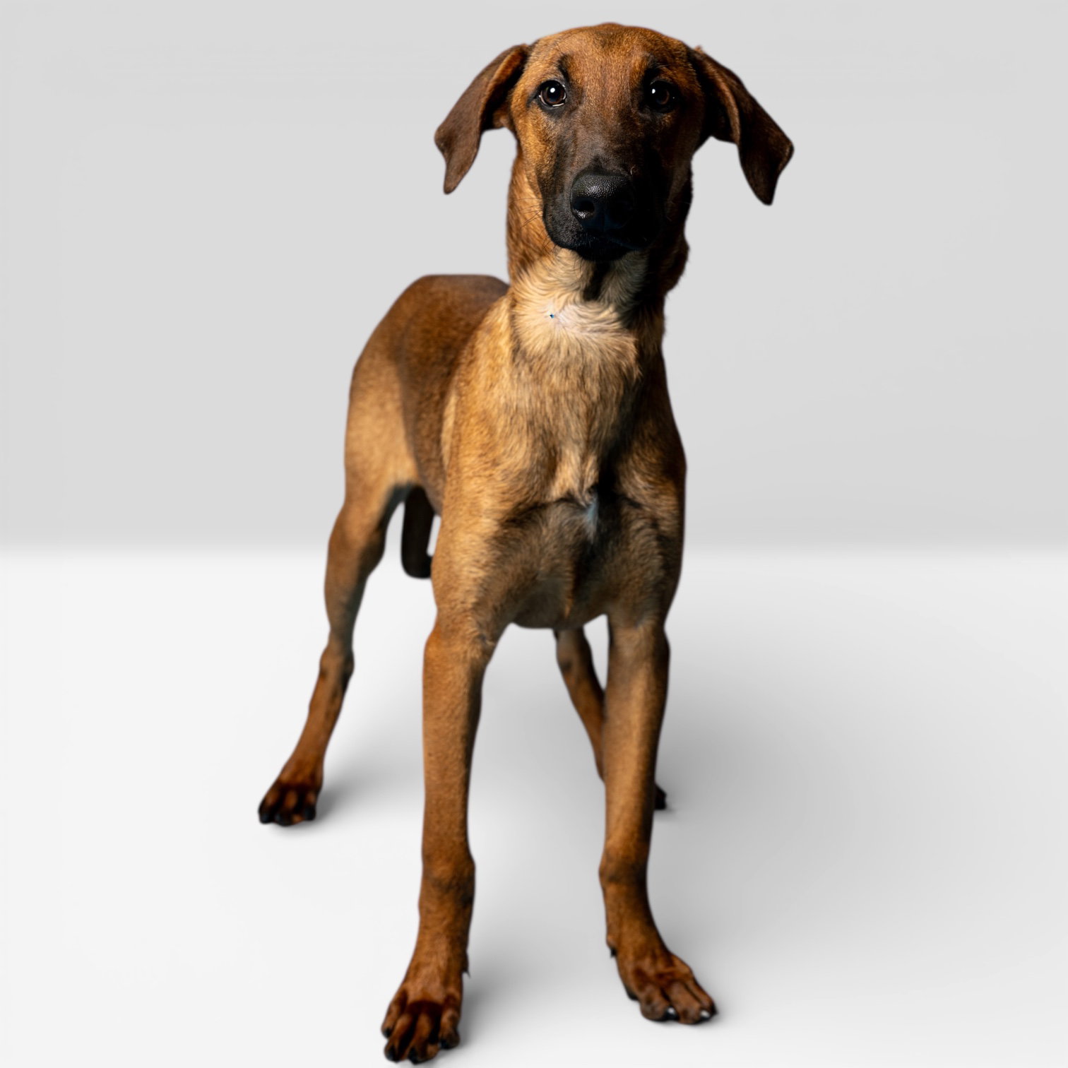 Ember Image