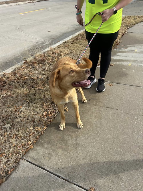 RIVER - Labrador Retriever available for adoption