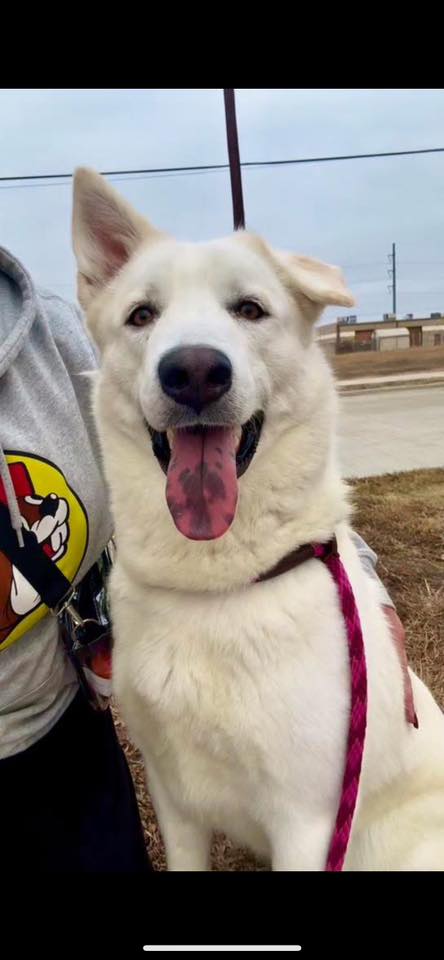 WINTER - Husky available for adoption