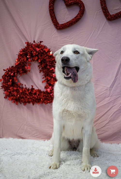 WINTER - Husky available for adoption