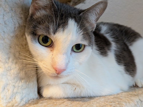VICTOR - Domestic Short Hair available for adoption