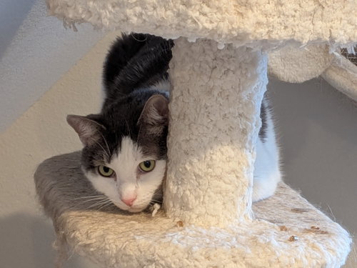VICTOR - Domestic Short Hair available for adoption