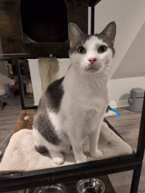 VICTOR - Domestic Short Hair available for adoption