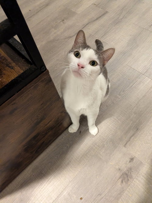VICTOR - Domestic Short Hair available for adoption