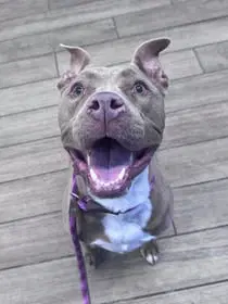 Patsy - Pit Bull Terrier