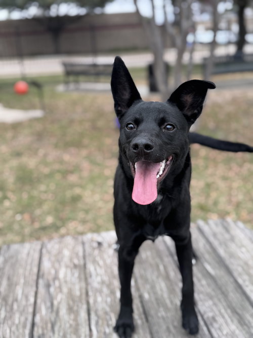 BOSSY - Australian Kelpie available for adoption