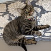 Tiger - Photo 2