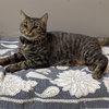 Tiger - Photo 5
