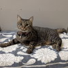 Tiger - Photo 6