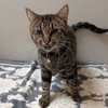 Tiger - Photo 7